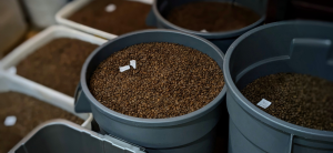 Why Q Graders Matter: The Hidden Backbone of Coffee Quality
