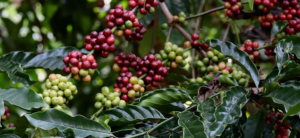 Stories in Every Cup: The 5 Best Indonesian Single Origin Coffees to Represent the Taste of the Archipelago